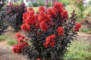 Black Diamond Best Red Crape Myrtle