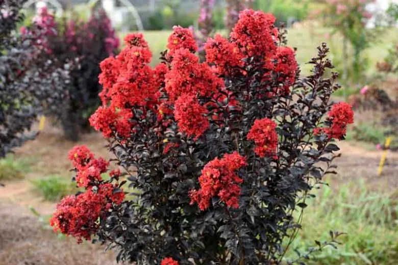 Black Diamond Best Red Crape Myrtle